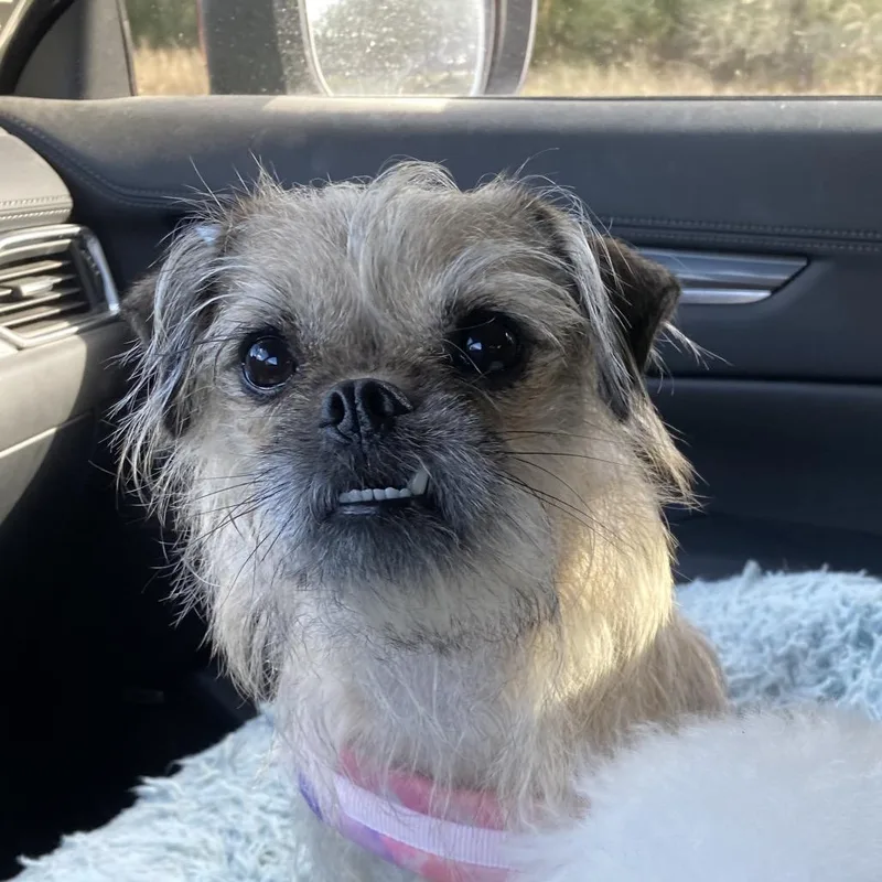 Carol Lina thumbnail 3