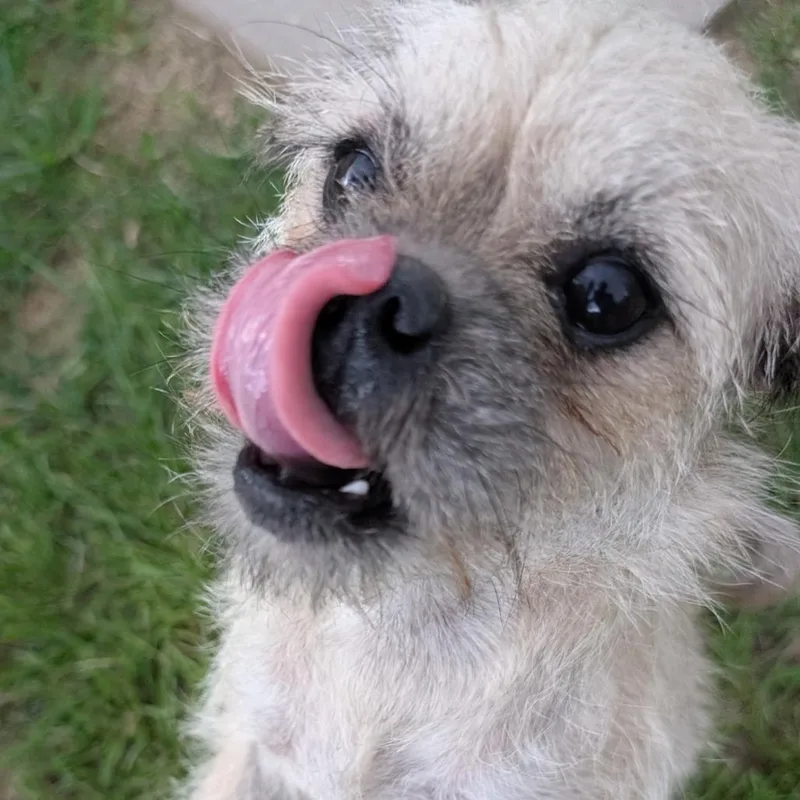 Carol Lina thumbnail 4