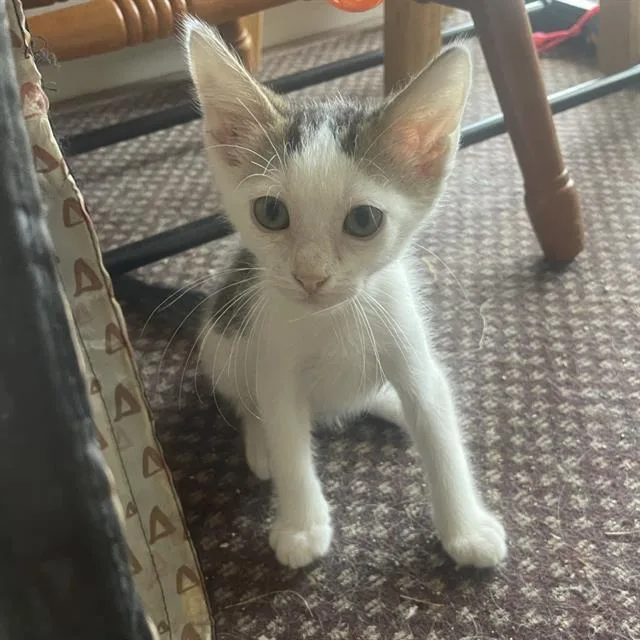 A baby small-sized male Domestic Short Hair cat named Sammy for adoption in San Antonio, TX