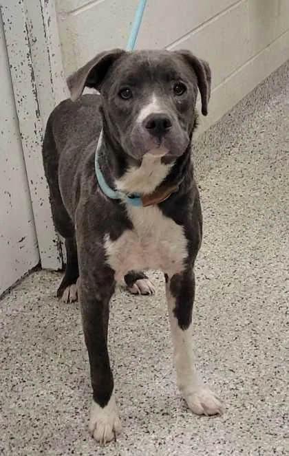 An adult large-sized male Gray / Blue / Silver Pit Bull Terrier dog named Geppetto for adoption in Kansas City, MO