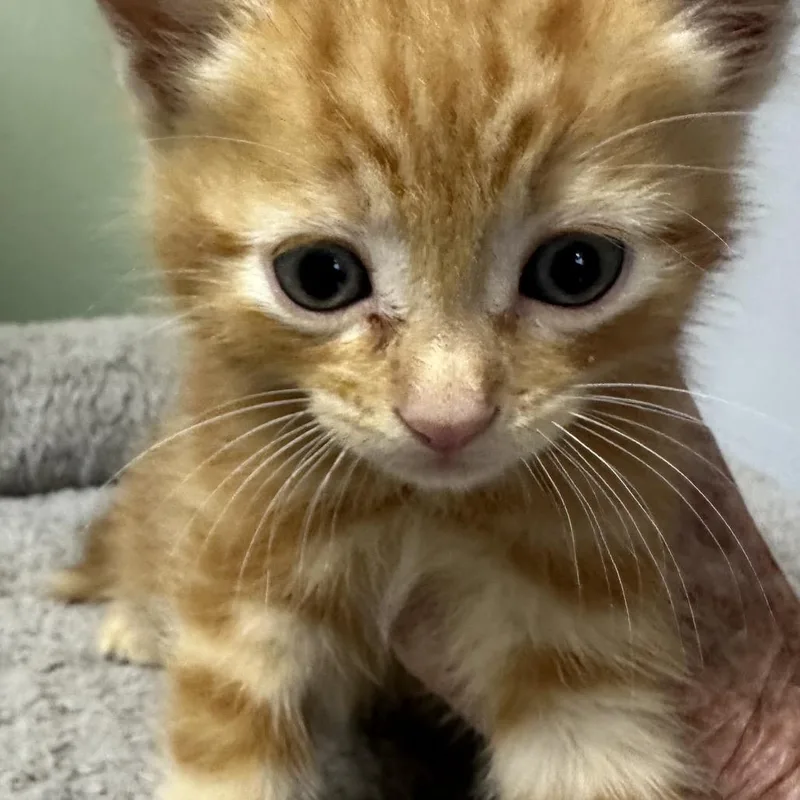 A baby small-sized male Orange / Red Domestic Short Hair cat named Orion for adoption in Volcano, HI
