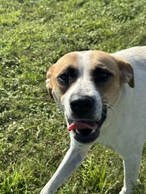 An adult medium-sized female White / Cream American Foxhound dog named Remi for adoption in Lynn Haven, FL