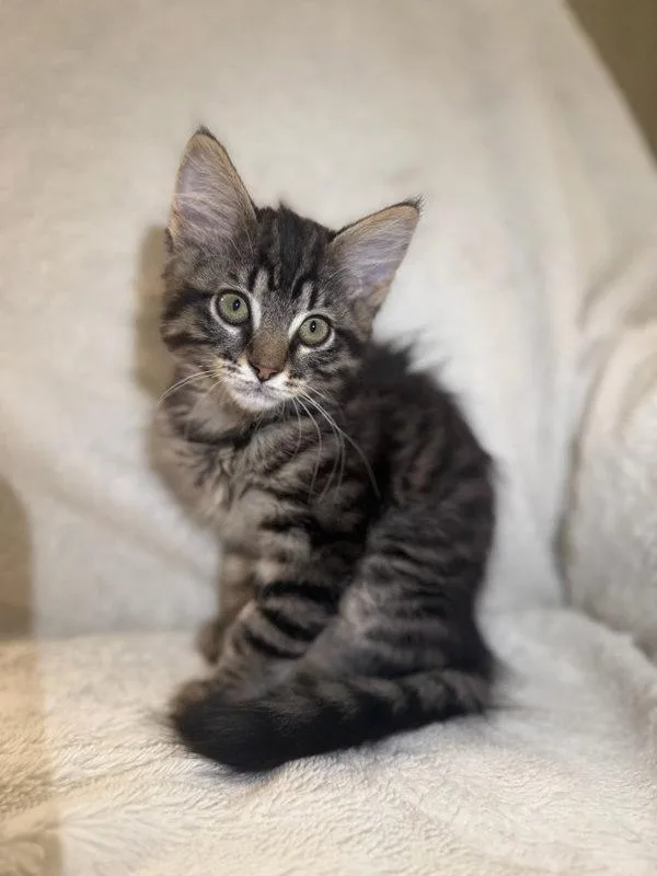 A baby small-sized male Domestic Medium Hair cat named Astro for adoption in Bonsall, CA
