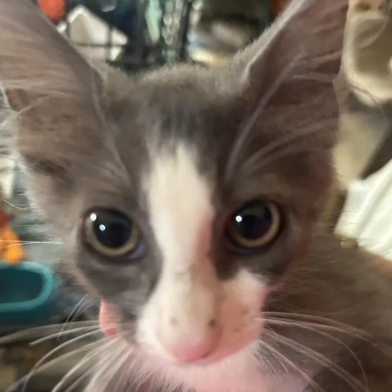 A baby small-sized male Gray / Blue / Silver Domestic Short Hair cat named Beto for adoption in League City, TX