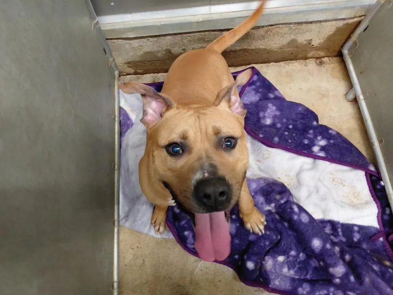 A young medium-sized male American Bulldog dog named Tater for adoption in La Porte, IN