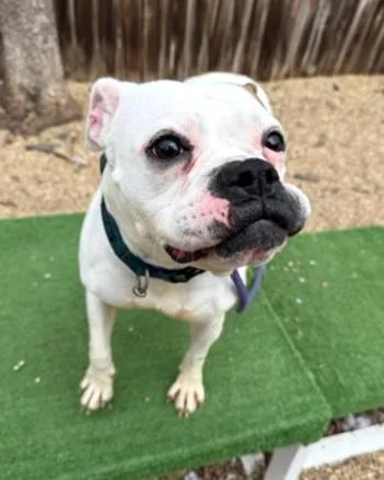 An adult medium-sized female Boxer dog named Apple Sauce for adoption in Washington, DC