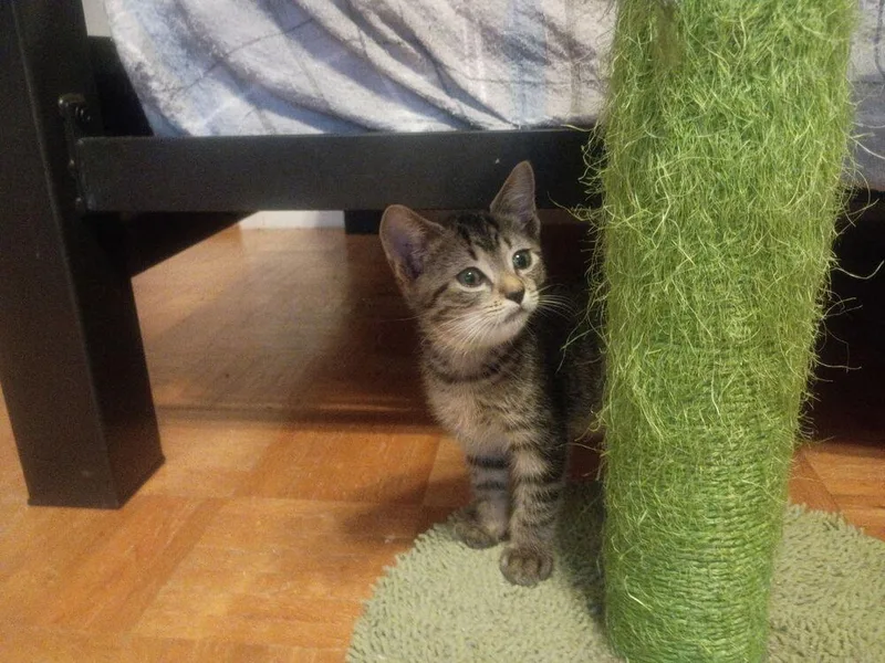 A baby small-sized male Brown / Chocolate Domestic Short Hair cat named Dexter for adoption in Hudson, NH