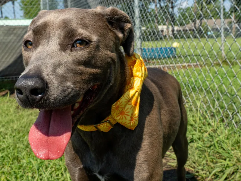 An adult medium-sized male Gray / Blue / Silver Mixed Breed dog named Bowie for adoption in Myrtle Beach, SC