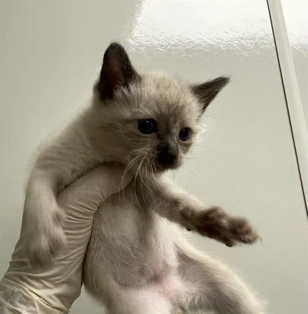 A baby small-sized male Domestic Short Hair cat named Simba for adoption in Ontario, CA