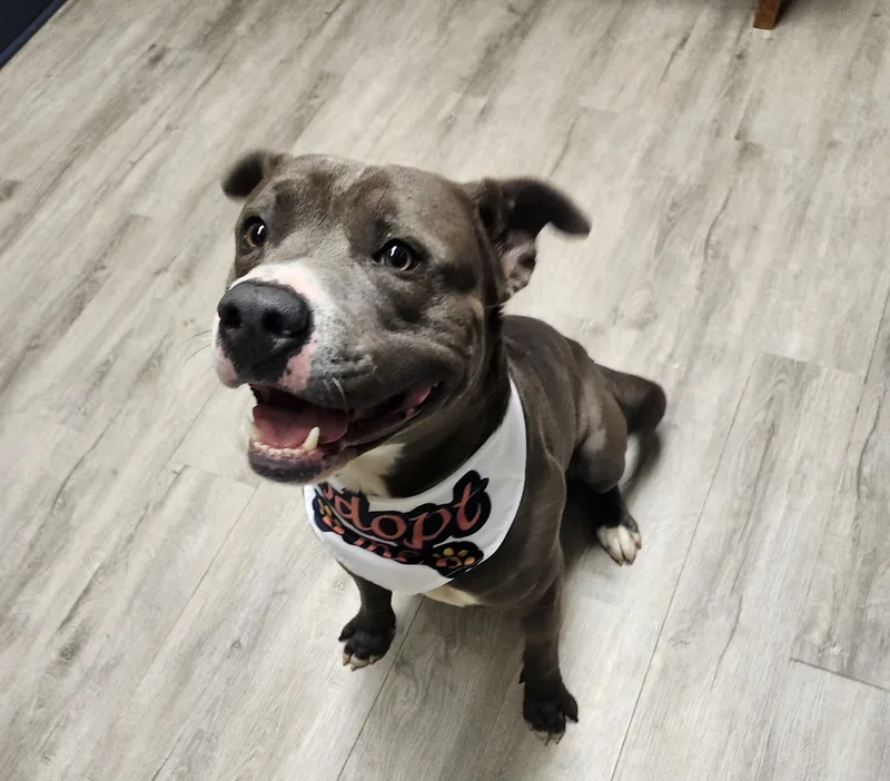 A young medium-sized male Gray / Blue / Silver Pit Bull Terrier dog named Eilas for adoption in Mansfield, OH