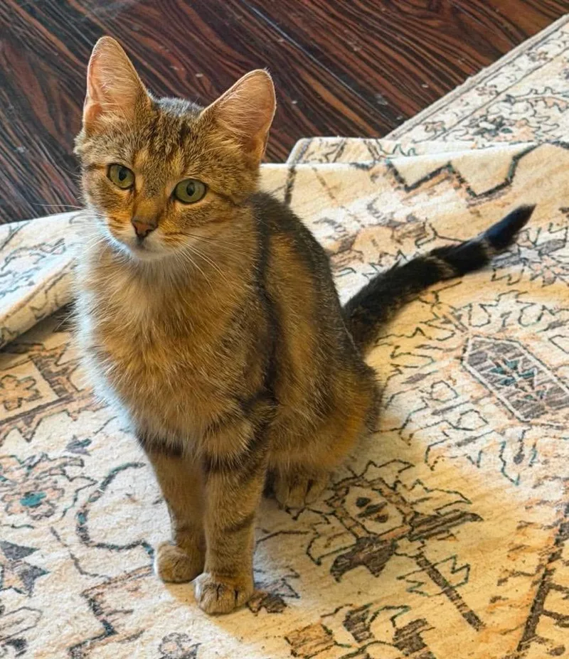 A young medium-sized female Domestic Short Hair cat named Miz for adoption in Fond Du Lac, WI