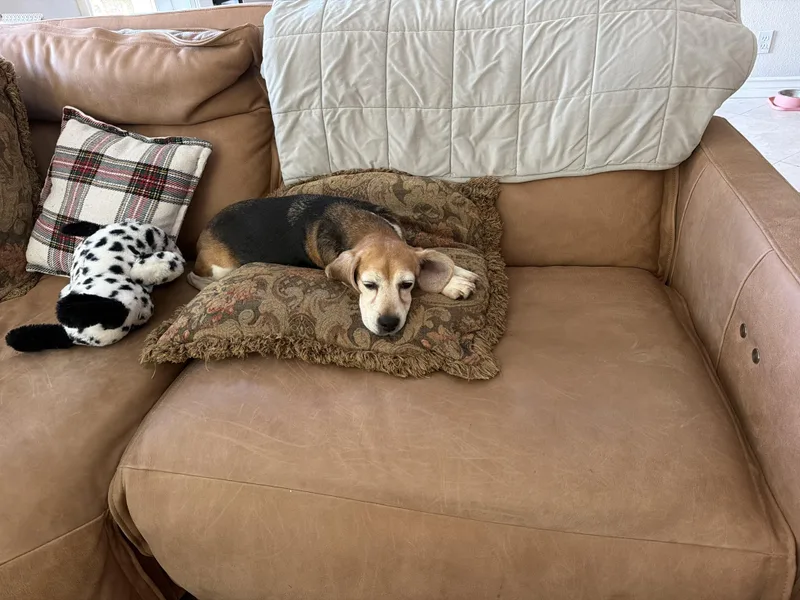 An adult small-sized female Tricolor (Brown, Black, & White) Beagle dog named Philly for adoption in Grayslake, IL