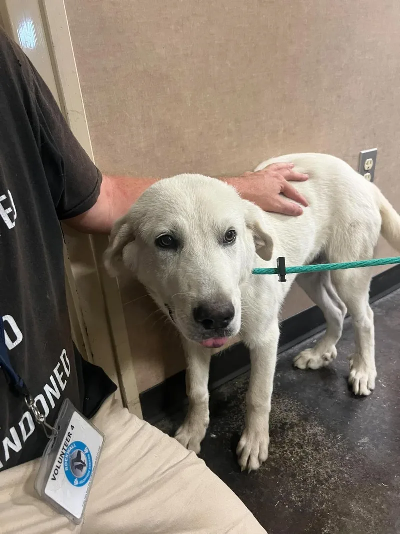 An adult medium-sized male Great Pyrenees dog named Found stray: Drake for adoption in Rockwall, TX