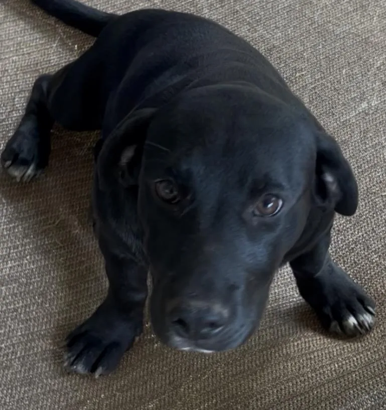 A young medium-sized female Black Basset Hound dog named Kelli for adoption in Texarkana, TX