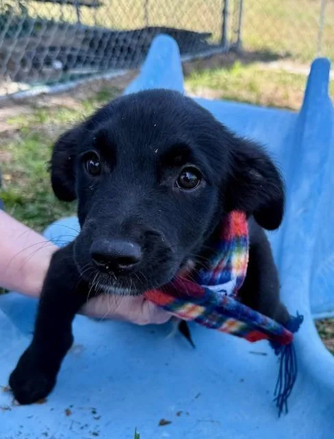 Sammy Davis Jr thumbnail 4