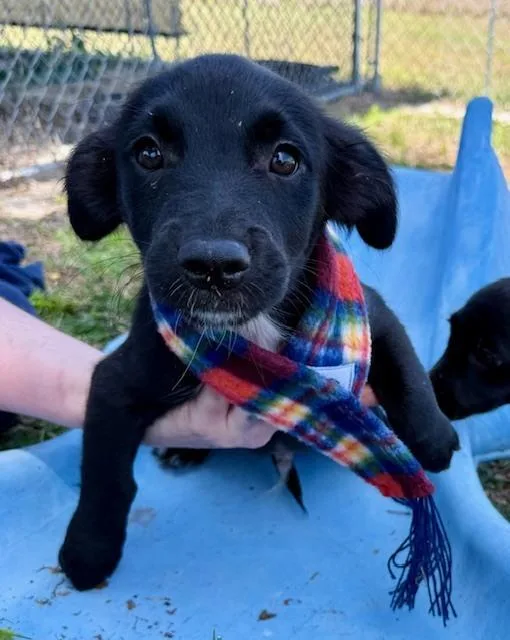 Sammy Davis Jr thumbnail 5