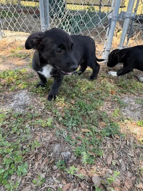 Sammy Davis Jr thumbnail 6