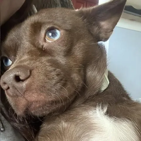 Cocoa Jace thumbnail 5
