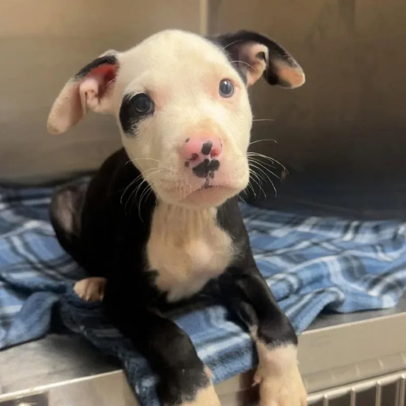 A baby medium-sized female Tricolor (Brown, Black, & White) Mixed Breed dog named Meleys for adoption in Long Island City, NY