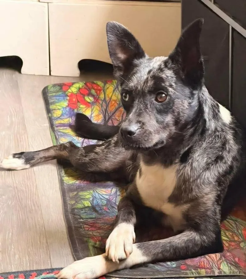 A young medium-sized female Australian Cattle Dog / Blue Heeler dog named Jenni for adoption in Hillsdale, IN