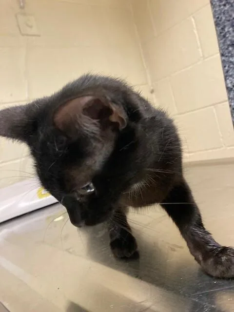 An adult medium-sized female Black Domestic Short Hair cat named Phantom for adoption in Cincinnati, OH