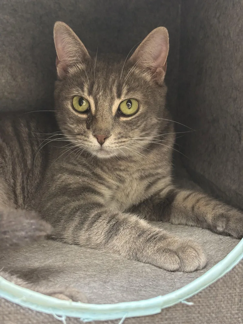 An adult medium-sized female Domestic Short Hair cat named Partridge for adoption in Brick, NJ