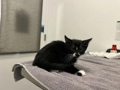 A baby small-sized male Black Domestic Short Hair cat named Family Sized Frozen Lasagna for adoption in Kansas City, MO