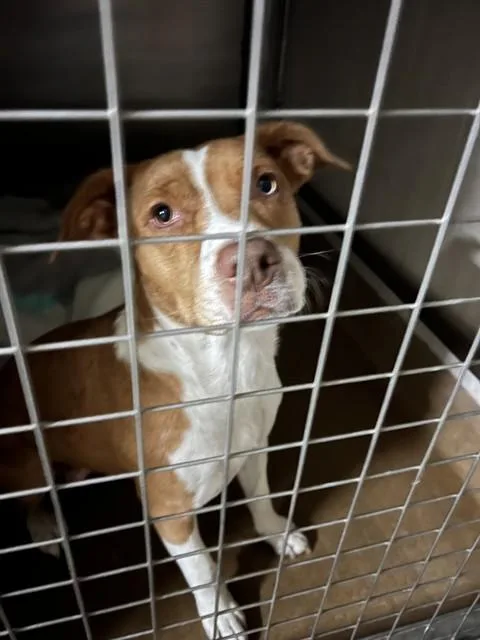 An adult medium-sized female Pit Bull Terrier dog named Tiny Mite for adoption in San Jose, CA