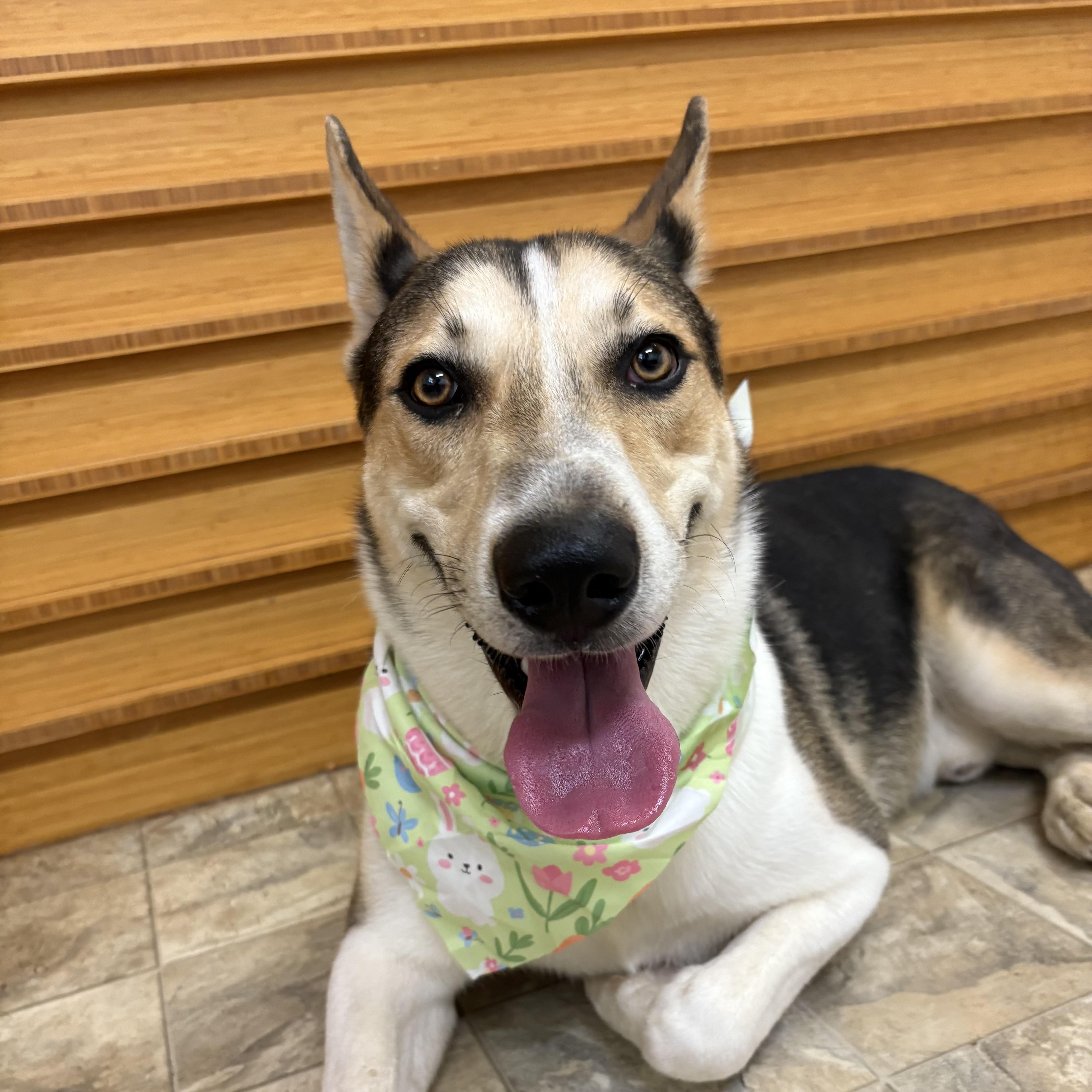 An adult large-sized male Tricolor (Brown, Black, & White) Husky dog named Morris for adoption in Pilot Point, TX