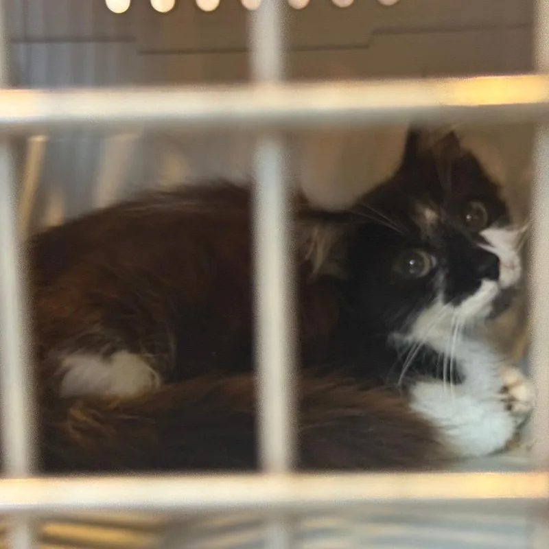 A baby small-sized male Black Domestic Short Hair cat named Sweenie for adoption in Charlottesville, VA