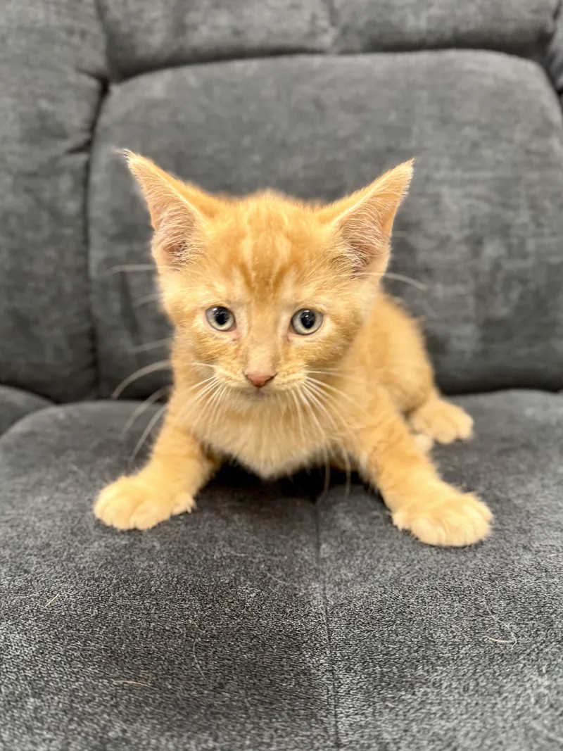 A baby medium-sized male Tabby (Orange / Red) Domestic Short Hair cat named Roe for adoption in Midland, MI