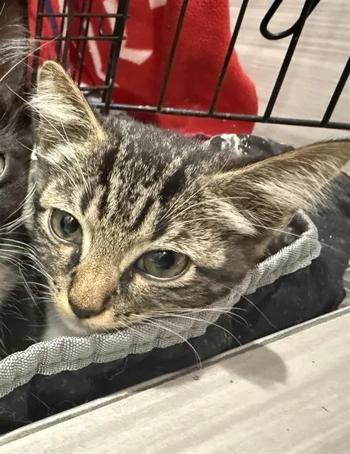 A baby medium-sized female Domestic Short Hair cat named Serrano for adoption in Dallas, TX