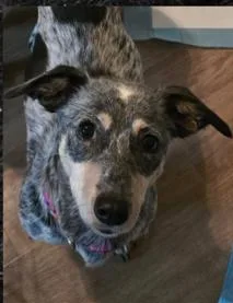 An adult small-sized female Harlequin Dachshund dog named Talaya ORThw for adoption in Missouri City, TX