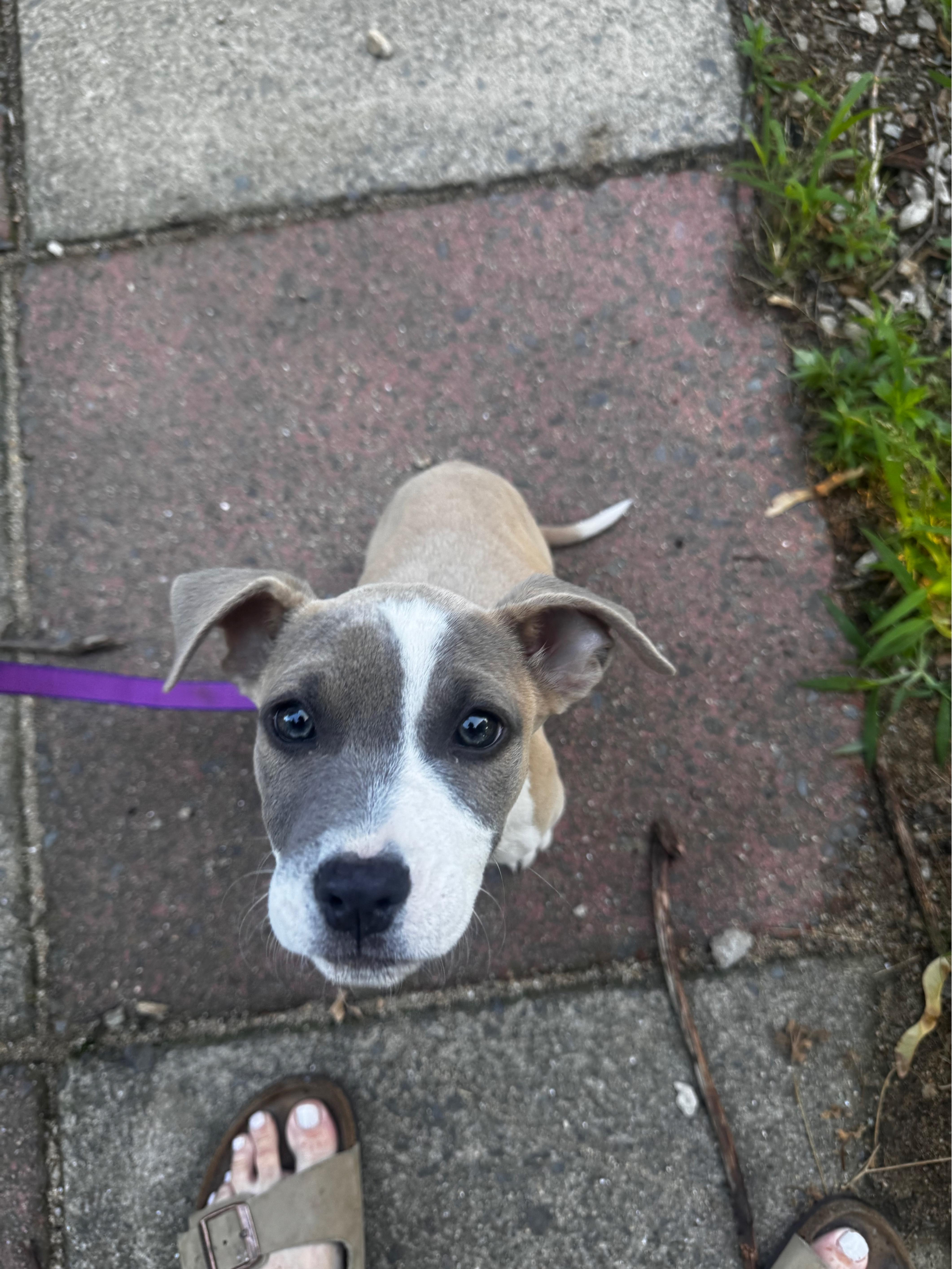 A baby medium-sized female American Staffordshire Terrier dog named Mother Gothel for adoption in Portland, ME