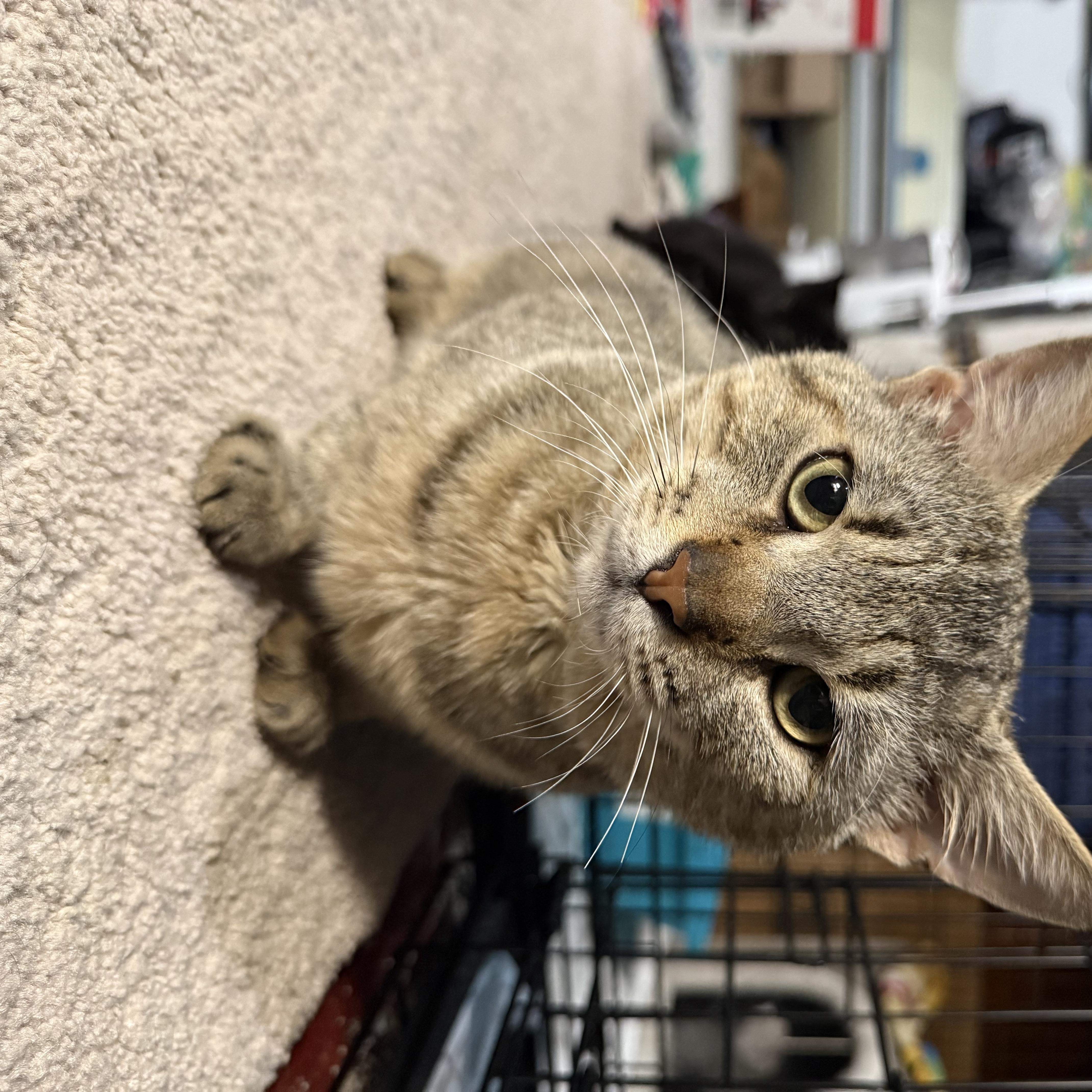 An adult large-sized male Tabby (Buff / Tan / Fawn) Domestic Short Hair cat named Mellow for adoption in North Versailles, PA