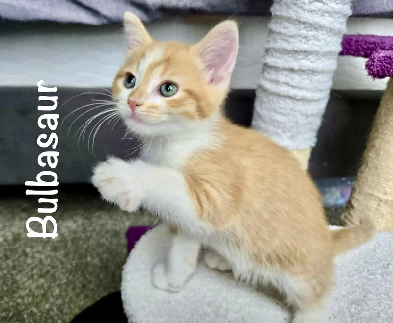 A baby medium-sized male Orange & White Domestic Short Hair cat named Bulbasaur for adoption in Reston, VA