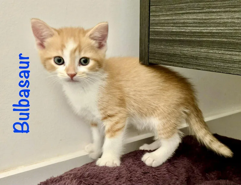 Bulbasaur thumbnail 2