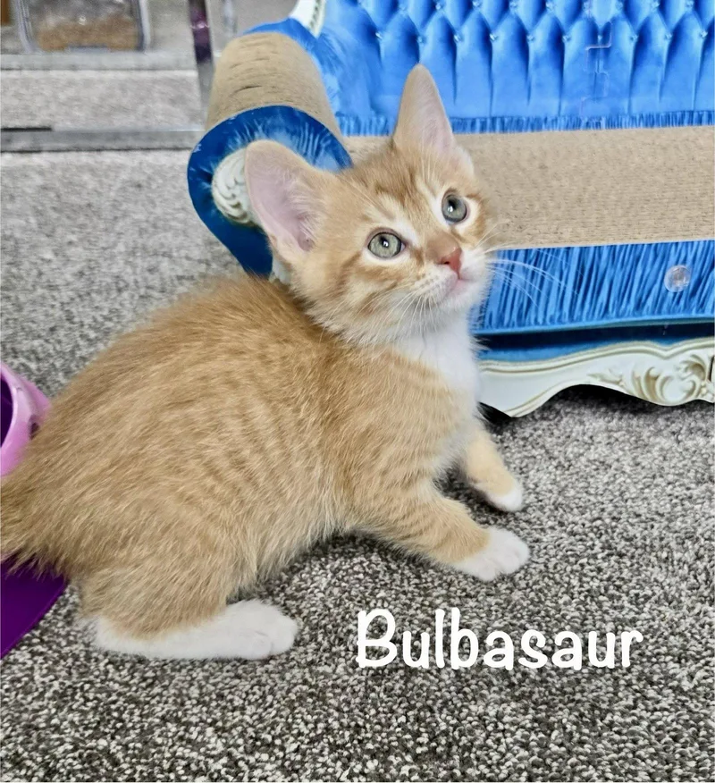 Bulbasaur thumbnail 3