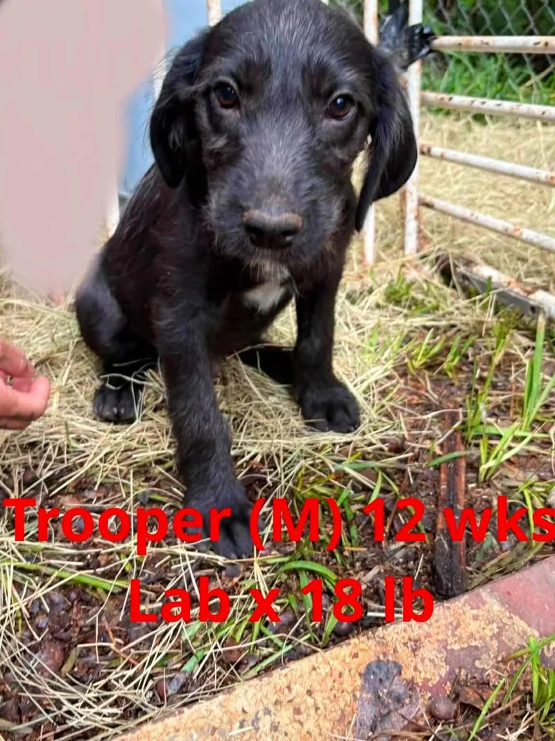 A young large-sized male Labrador Retriever dog named Trooper for adoption in Pomfret Center, CT
