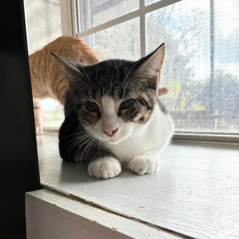 A baby small-sized male Brown / Chocolate Domestic Short Hair cat named Soup of the Day for adoption in Carencro, LA