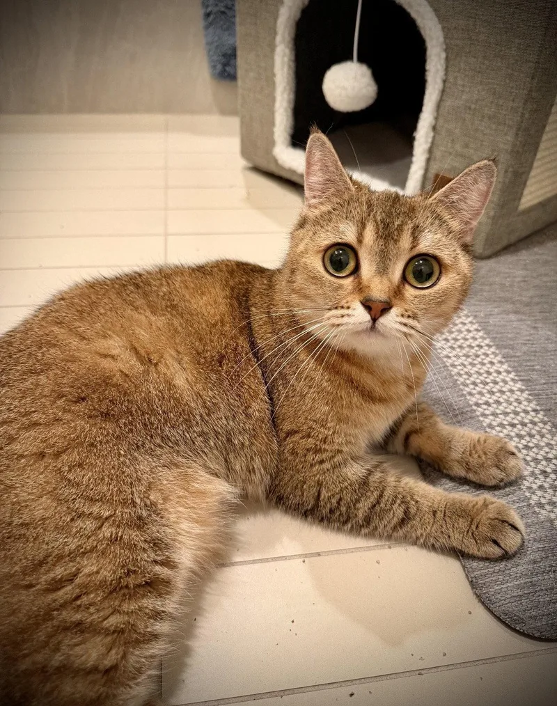 A young medium-sized female Brown / Chocolate Scottish Fold cat named Europa for adoption in Brooklyn, NY
