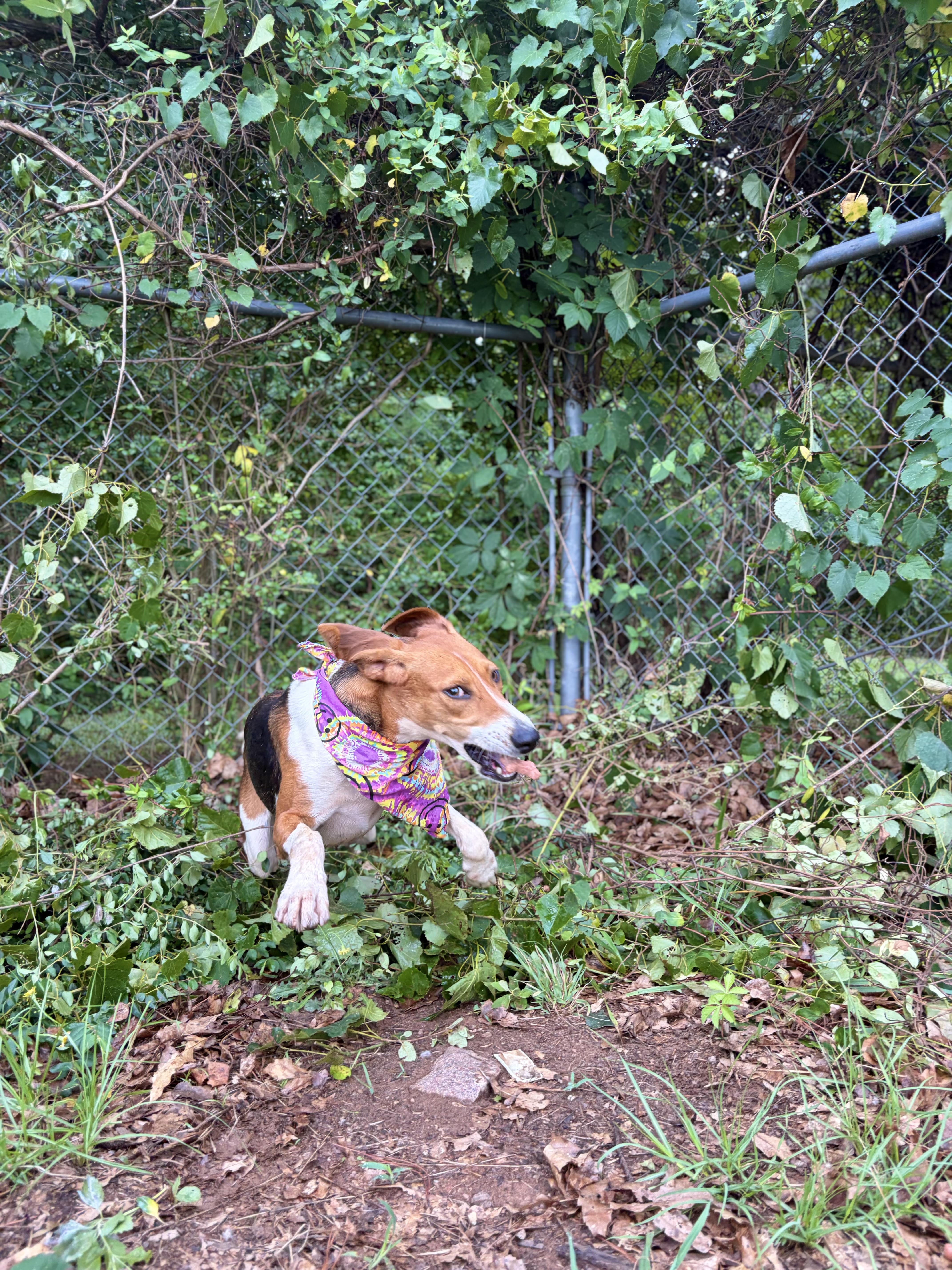 An adult medium-sized female Tricolor (Brown, Black, & White) American Foxhound dog named Trish for adoption in Winnsboro, SC