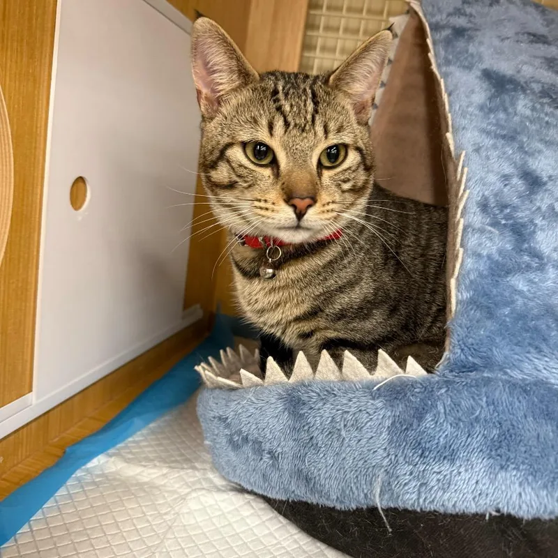 A young medium-sized male Brown / Chocolate Domestic Short Hair cat named Zeke for adoption in Howard beach, NY