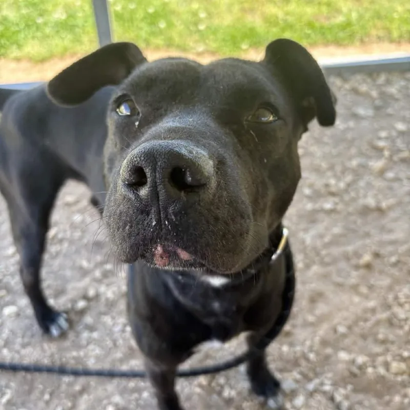 An adult medium-sized male Black Black Labrador Retriever dog named Gunther for adoption in Greenville, SC