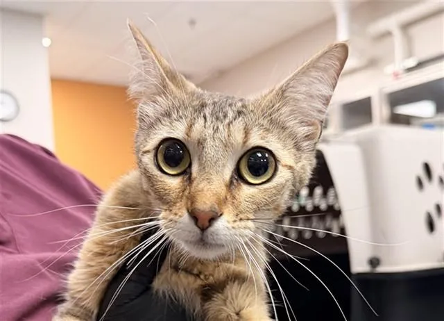 A young large-sized female Domestic Short Hair cat named Emmi for adoption in Garland, TX