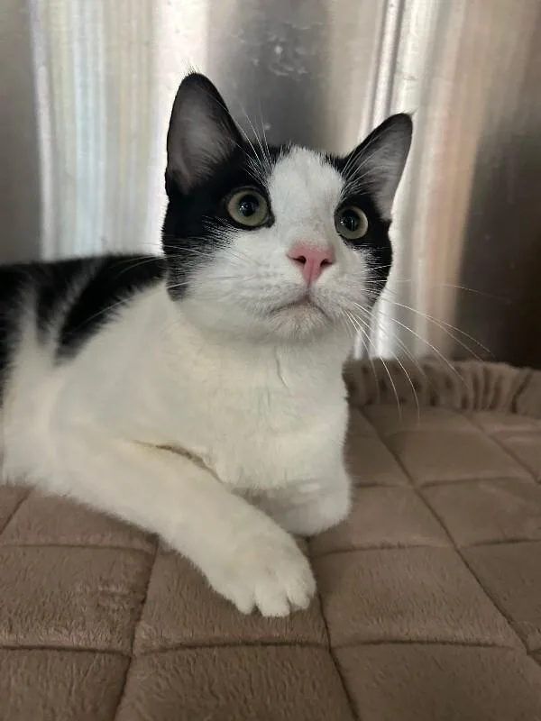A young medium-sized male Black & White / Tuxedo Domestic Short Hair cat named Tuck Tuck for adoption in Elyria, OH