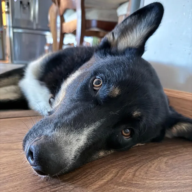 A young medium-sized male Black Mixed Breed dog named Walker for adoption in Buffalo, MN