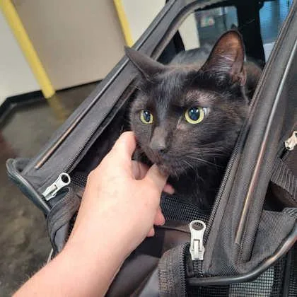 An adult large-sized male Domestic Short Hair cat named Cameo for adoption in Memphis, TN