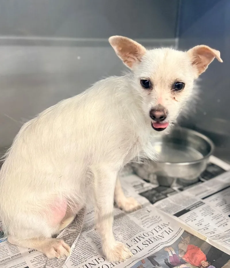 A young small-sized female Terrier dog named Minnie for adoption in North Vernon, IN