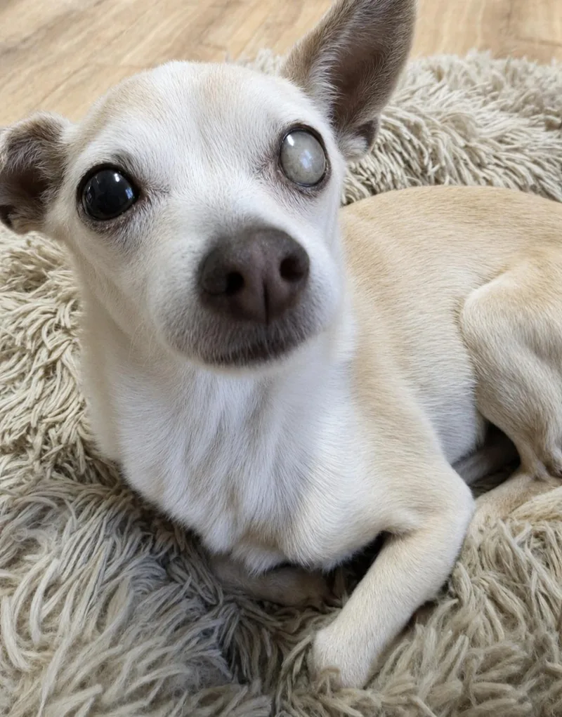 A senior small-sized female Chihuahua dog named Weewee for adoption in Magnolia, TX